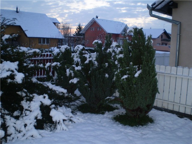 snijeg